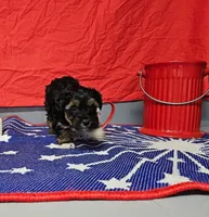 Pebbles -Charting 3.5 lbs. - AKC, a female Yorkshire Terrier for sale in Temple, TX – 1 of 2