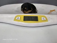 EMMIE- AKC, a female Yorkshire Terrier for sale in Moody, TX – 2 of 3