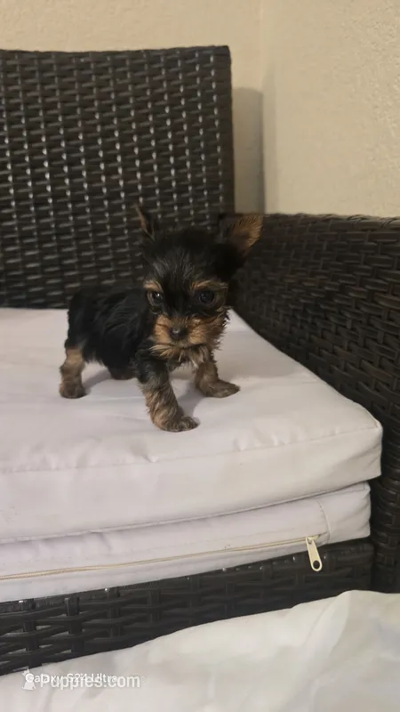 Karl - AKC registered - CHARTING 3 – Yorkshire Terrier puppy for sale in Moody, TX