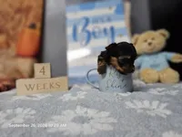 Peanut Boy -micro boy- with or without papers, a  Yorkshire Terrier for sale in Moody, TX – 3 of 5