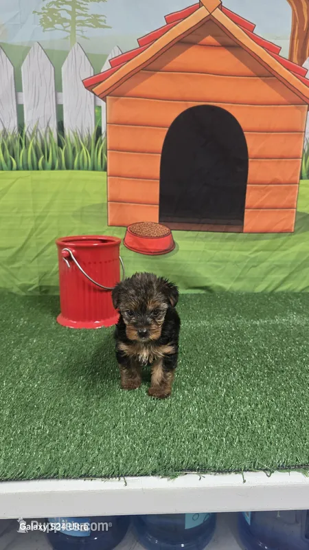 TINY GIRL #1 AKC REGISTERED – Yorkshire Terrier puppy for sale in Houston, TX