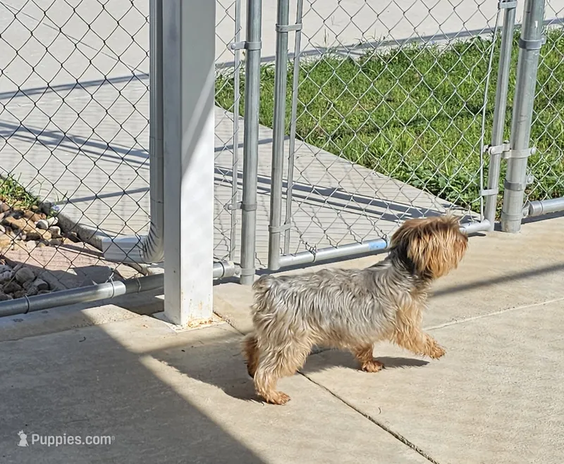 Pixie - AKC – Yorkshire Terrier puppy for sale in Temple, TX