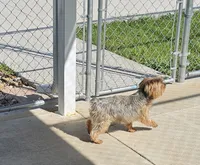 Pixie - AKC, a female Yorkshire Terrier for sale in Temple, TX – 1 of 6