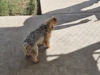 Pixie - AKC, a female Yorkshire Terrier for sale in Houston, TX – 4 of 5