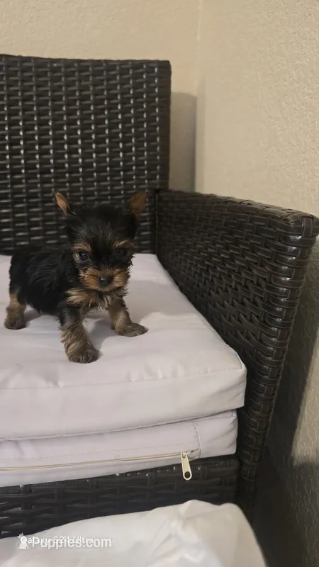 Peanut Boy - apri - ready now ! – Yorkshire Terrier puppy for sale in Moody, TX