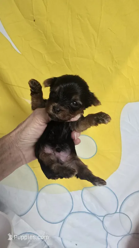 Peanut Boy - AKC micro boy – Yorkshire Terrier puppy for sale in Moody, TX