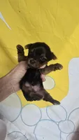 Peanut Boy - AKC micro boy, a  Yorkshire Terrier for sale in Moody, TX – 1 of 5