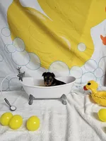 Lil Boy - READY NOW!, a  Yorkshire Terrier for sale in Moody, TX – 2 of 3