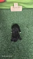 Black Diamond boy, a  Yorkshire Terrier for sale in Temple, TX – 2 of 2