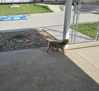 Pixie - AKC, a female Yorkshire Terrier for sale in Houston, TX – 5 of 5