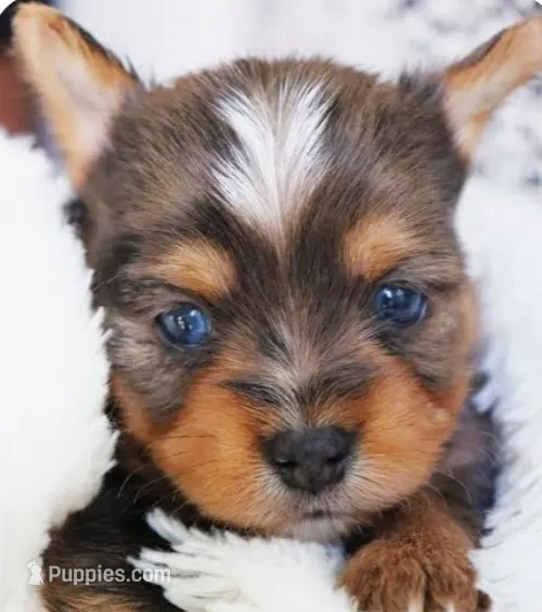 Blue eyed boy -Registered  – Yorkshire Terrier puppy for sale in Temple, TX