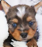 Blue eyed boy -Registered , a  Yorkshire Terrier for sale in Temple, TX – 1 of 1