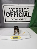 Lil Boy - READY NOW!, a  Yorkshire Terrier for sale in Moody, TX – 3 of 3