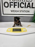 Peanut Boy -micro boy- with or without papers, a  Yorkshire Terrier for sale in Moody, TX – 5 of 5