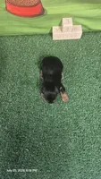 Male akc, a  Yorkshire Terrier for sale in Temple, TX – 2 of 3