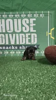 Maci - AKC registered- ready October 31st, a  Yorkshire Terrier for sale in Moody, TX – 3 of 3
