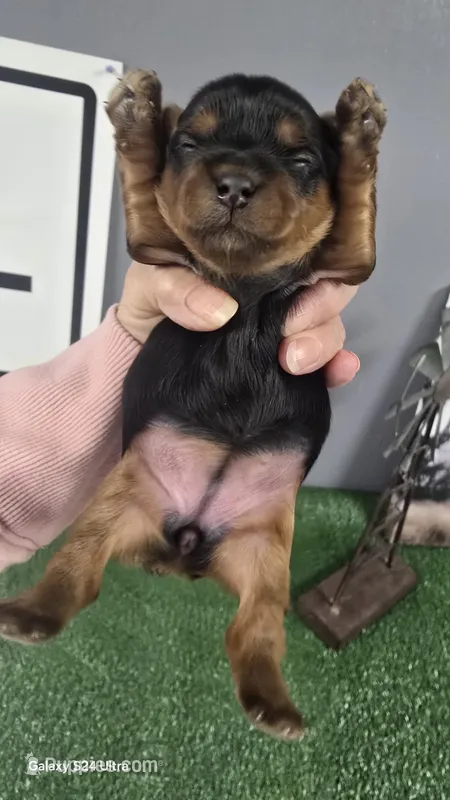 TINY GIRL #2 AKC REGISTERED 