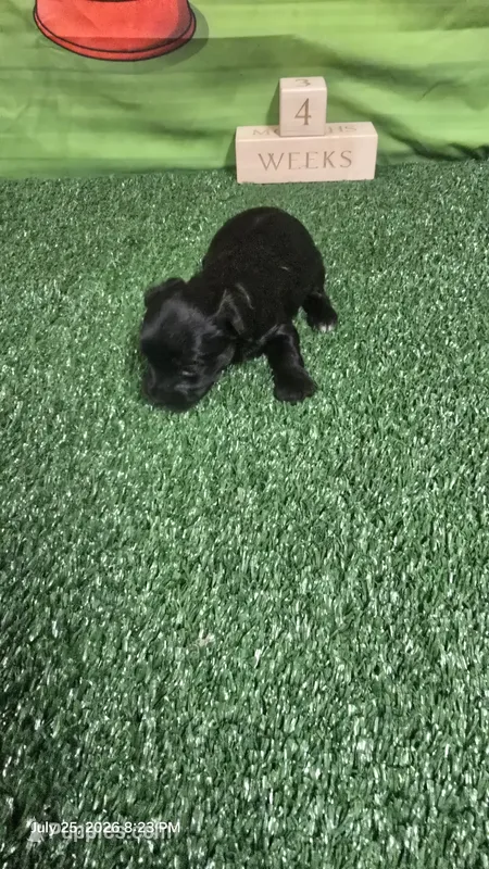 Diamond Girl – Yorkshire Terrier puppy for sale in Temple, TX