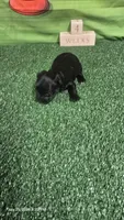 Diamond Girl, a  Yorkshire Terrier for sale in Temple, TX – 1 of 2