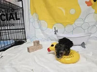 BOSS BABY, a male Yorkshire Terrier for sale in Moody, TX – Photo 5 of 6