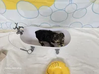 BOSS BABY, a male Yorkshire Terrier for sale in Moody, TX – Photo 4 of 6