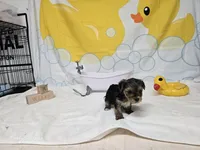 BOSS BABY, a male Yorkshire Terrier for sale in Moody, TX – Photo 2 of 6