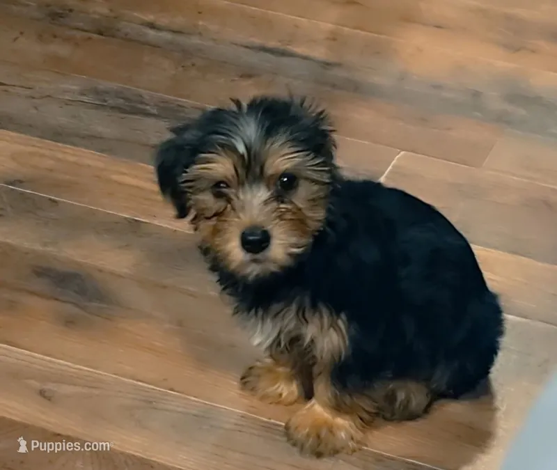 Buddy – Yorkshire Terrier puppy for sale in Moody, TX