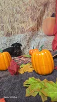 Maci - AKC registered- ready October 31st, a  Yorkshire Terrier for sale in Moody, TX – 2 of 3