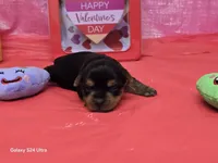 Pebbles -Charting 5 lbs. - AKC, a female Yorkshire Terrier for sale in Moody, TX – Photo 2 of 5