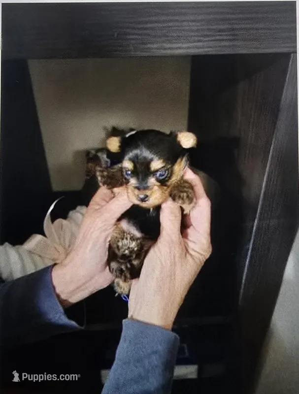 Pebbles -Charting 3.5 lbs. - AKC – Yorkshire Terrier puppy for sale in Moody, TX