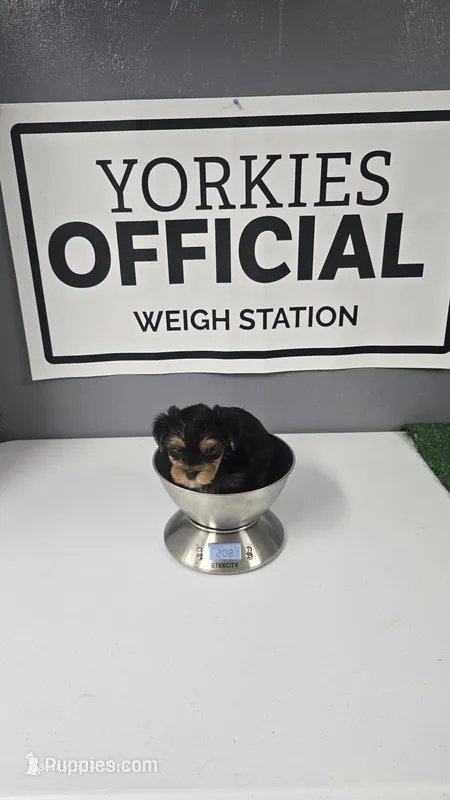 Pebbles -Charting 3.5 lbs. - AKC – Yorkshire Terrier puppy for sale in Moody, TX