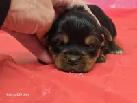 Pebbles -Charting 5 lbs. - AKC, a female Yorkshire Terrier for sale in Moody, TX – Photo 1 of 5