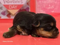 Pebbles -Charting 5 lbs. - AKC, a female Yorkshire Terrier for sale in Moody, TX – Photo 4 of 5