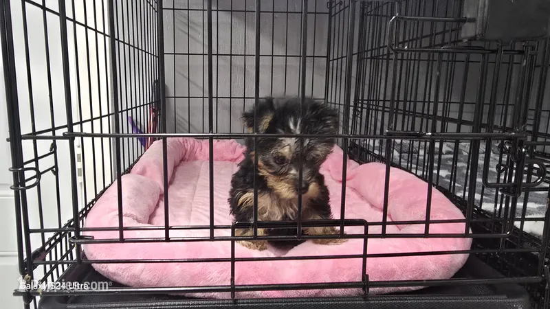 Baby girl  AKC – Yorkshire Terrier puppy for sale in Houston, TX