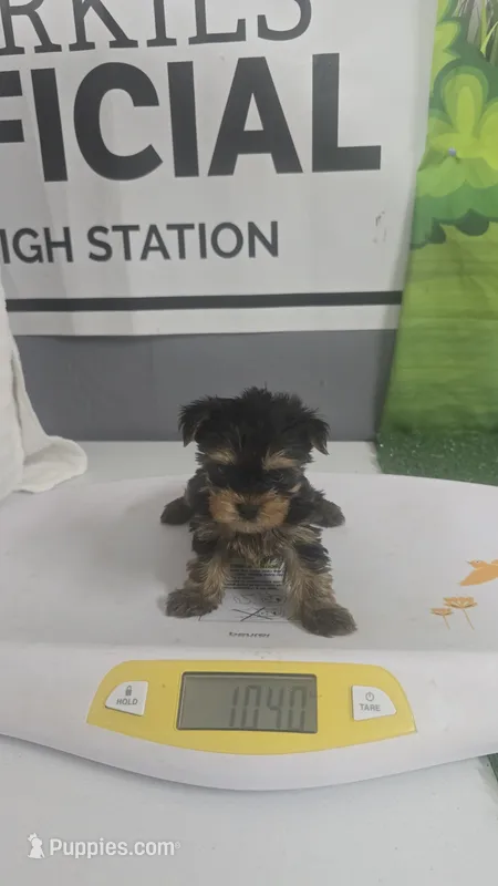 Boy#1 akc – Yorkshire Terrier puppy for sale in Moody, TX