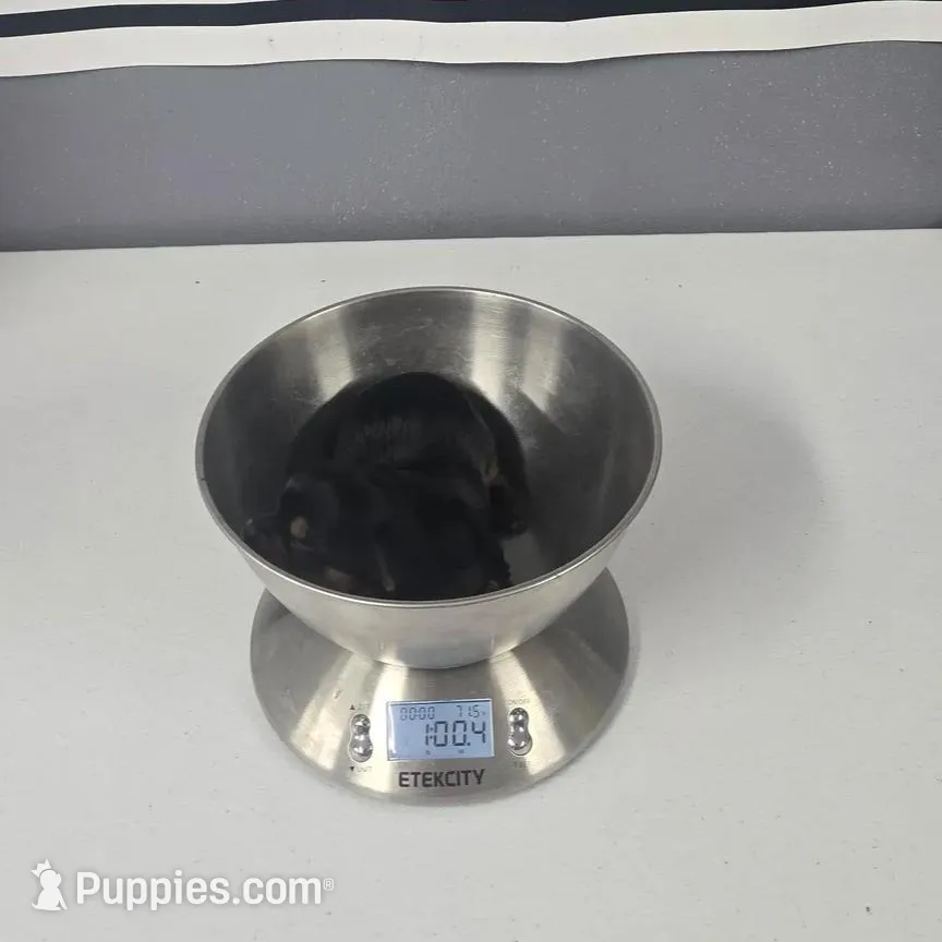 LIL BOY #1, a male Yorkshire Terrier for sale in Moody, TX – Photo 2 of 2