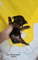 Kyle - AKC registered- Ready NOW, a  Yorkshire Terrier for sale in Moody, TX – 1 of 1