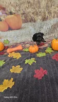 Kaci - AKC registered- ready October 31st, a  Yorkshire Terrier for sale in Moody, TX – 2 of 3