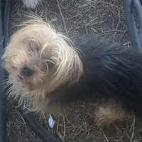 Benjamin, a male Yorkshire Terrier for sale in Houston, TX – Photo 2 of 3