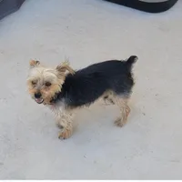 Benjamin, a male Yorkshire Terrier for sale in Houston, TX – Photo 1 of 3