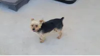 Benjamin, a male Yorkshire Terrier for sale in Moody, TX – Photo 1 of 3