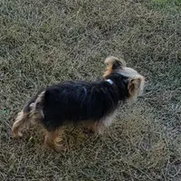 Benjamin, a male Yorkshire Terrier for sale in Houston, TX – Photo 3 of 3