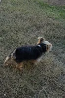 Benjamin, a male Yorkshire Terrier for sale in Moody, TX – Photo 3 of 3