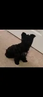ONYX, a female Yorkshire Terrier for sale in Temple, TX – 2 of 2