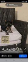 Peanut Boy - apri - ready now !, a  Yorkshire Terrier for sale in Moody, TX – 2 of 2
