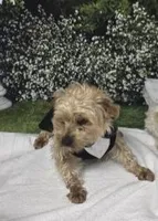 BUDDY -AKC, a male Yorkshire Terrier for sale in Temple, TX – 2 of 2