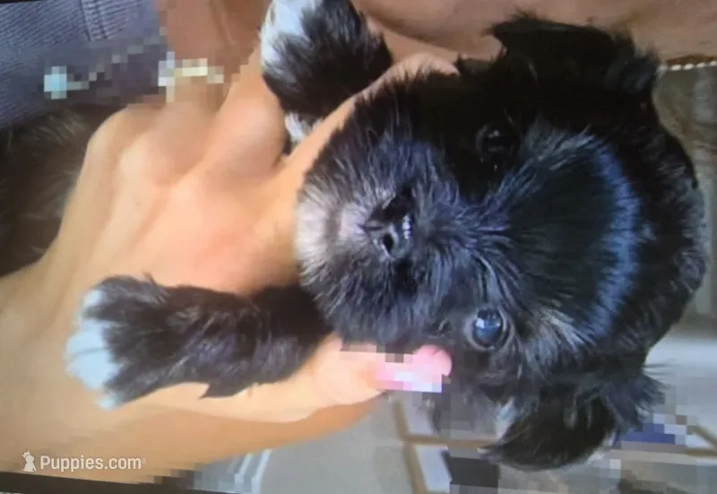 Black Diamond boy APRI REGISTERED kb black yorkie – Yorkshire Terrier puppy for sale in Waco, TX