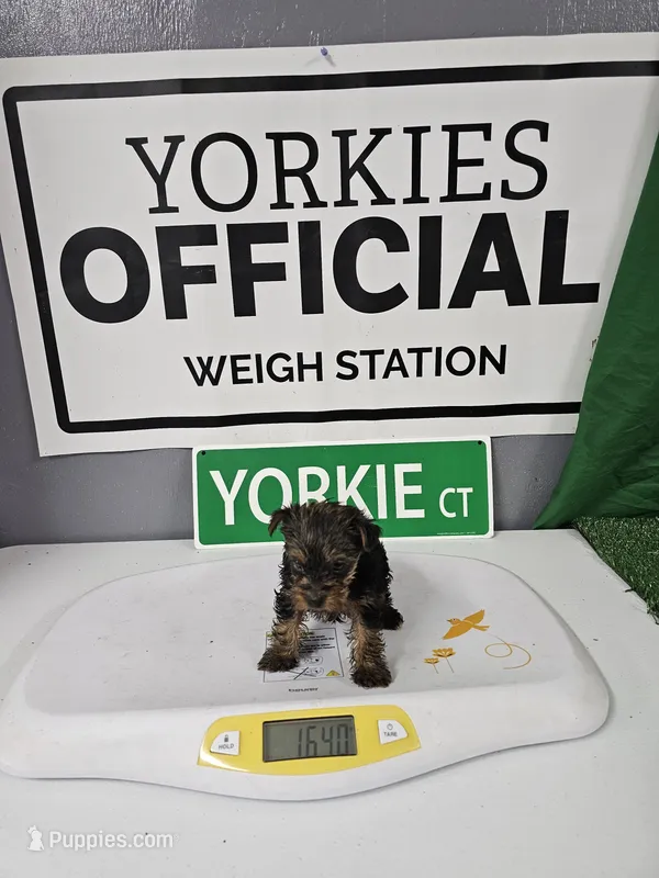 Benjamin – Yorkshire Terrier puppy for sale in Moody, TX