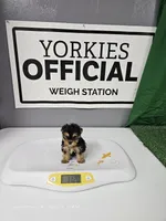 Lil Boy - with OR  without papers, a male Yorkshire Terrier for sale in Moody, TX – 3 of 3