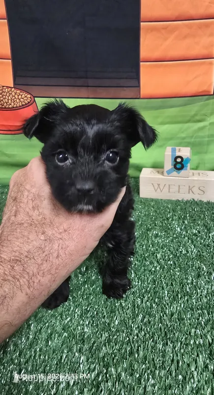 Diamond Girl APRI REGISTERED kb black yorkie – Yorkshire Terrier puppy for sale in Waco, TX